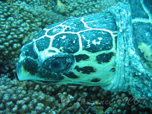tortue à bec d'oiseau  - tortue imbriquée.JPG